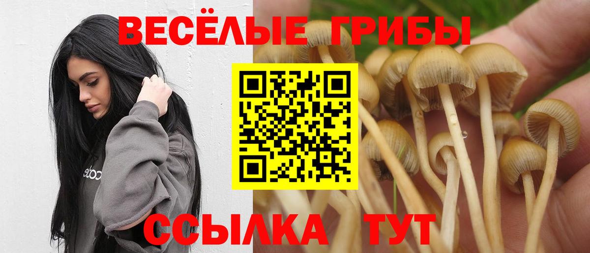 Псилоцибиновые грибы Psilocybe Тихорецк